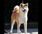 Akita Inu, ženka Aiko na poklon